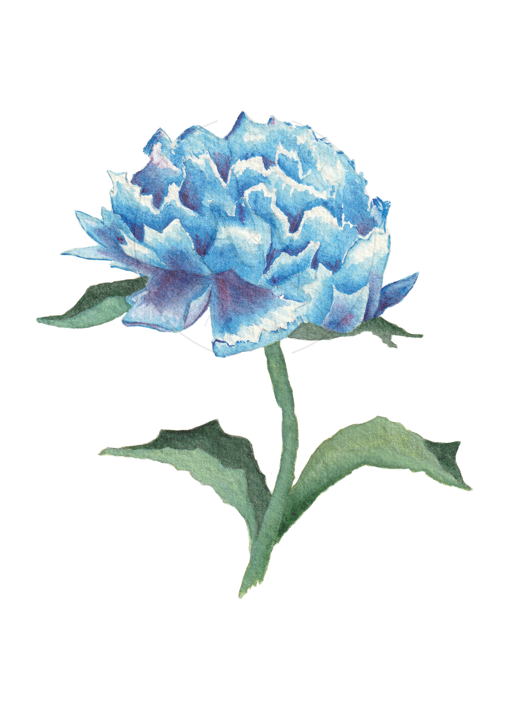 Haz click para ver detalles de 'flor azul'
